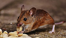 24 Hour & Emergency Exterminators in Bob Jones University, SC